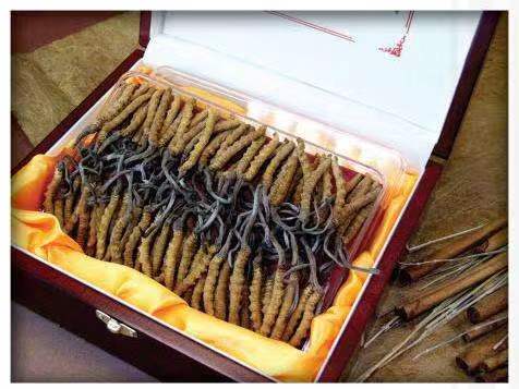 溧水冬虫夏草回收